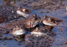 Grasfroschbalz Nuhnetal Obere Butzmuehle
